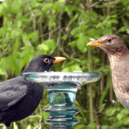 MerelBlackbird